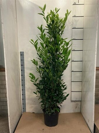Prunus laurocerasus 'Caucasica' ST. 180 12-14 C. Lei - afbeelding 3