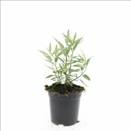 Caryopteris clandonensis 'Heavenly Blue' C3 - afbeelding 4