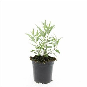 Caryopteris clandonensis 'Heavenly Blue' C3 - afbeelding 4