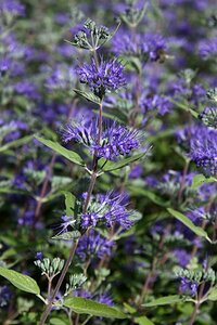 Caryopteris clandonensis 'Heavenly Blue' C3