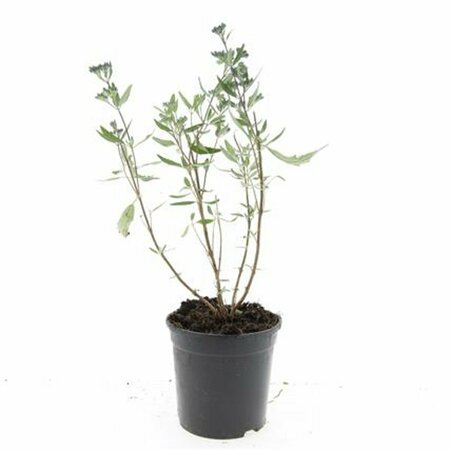 Caryopteris clandonensis 'Heavenly Blue' C3 - afbeelding 6