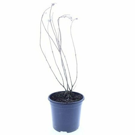 Caryopteris clandonensis 'Heavenly Blue' C3 - afbeelding 3