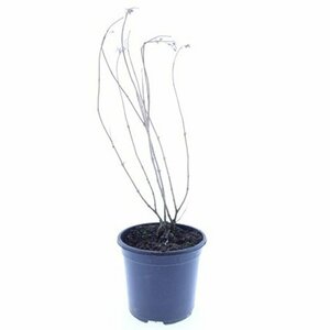 Caryopteris clandonensis 'Heavenly Blue' C3 - afbeelding 3