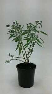Caryopteris clandonensis 'Heavenly Blue' C3 - afbeelding 2