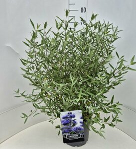 Caryopteris clandonensis 'Heavenly Blue' C3 - afbeelding 1