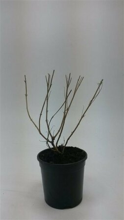 Caryopteris clandonensis 'Heavenly Blue' C3 - afbeelding 11