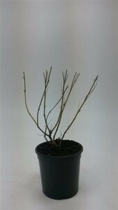 Caryopteris clandonensis 'Heavenly Blue' C3 - afbeelding 11
