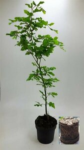 Fagus sylvatica - afbeelding 10