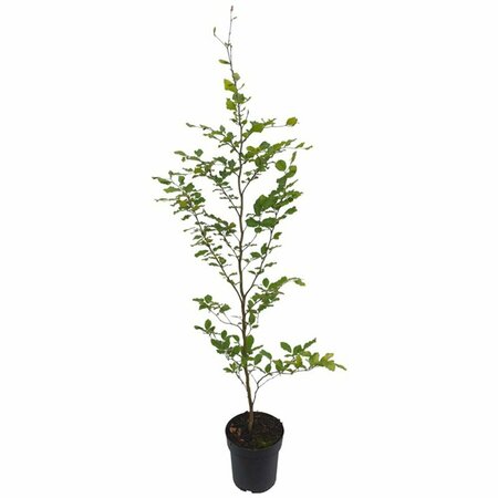 Fagus sylvatica - afbeelding 9