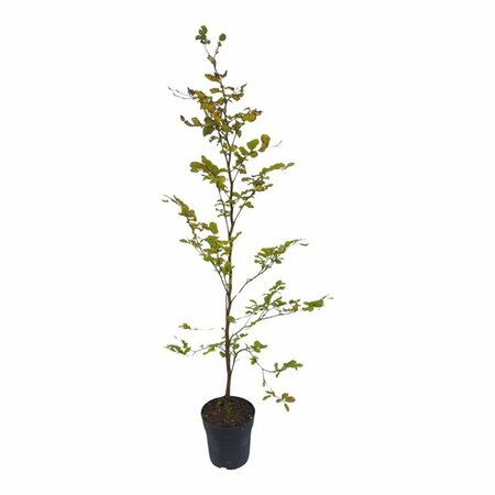 Fagus sylvatica - afbeelding 4