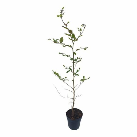 Fagus sylvatica - afbeelding 11