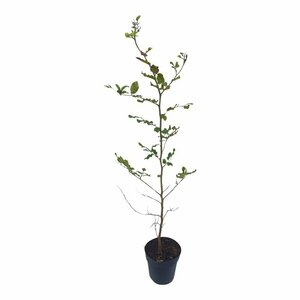 Fagus sylvatica - afbeelding 11