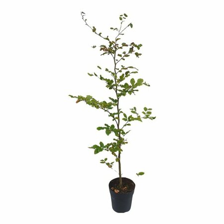 Fagus sylvatica - afbeelding 6