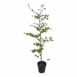 Fagus sylvatica - afbeelding 6