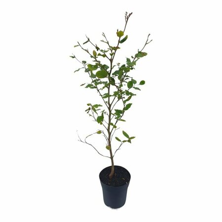 Fagus sylvatica - afbeelding 14