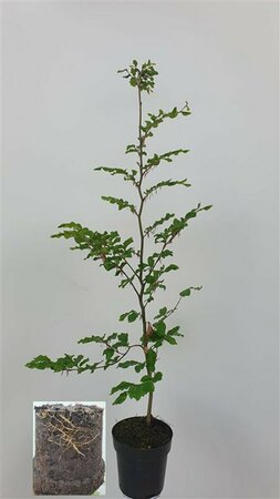 Fagus sylvatica - afbeelding 8