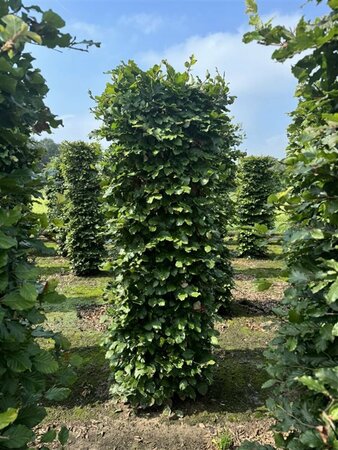 Fagus sylvatica - afbeelding 17