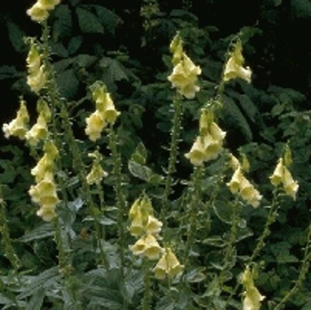 Digitalis grandiflora P9 - afbeelding 3