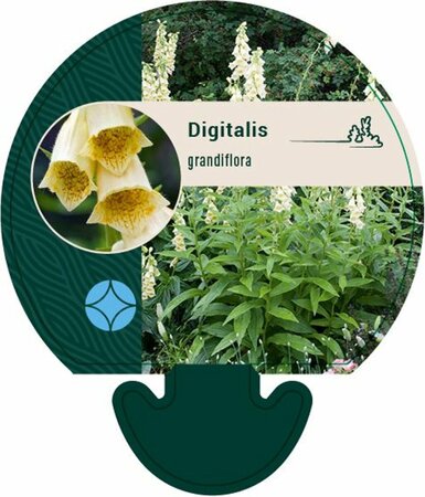 Digitalis grandiflora P9 - afbeelding 4