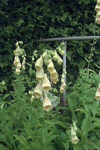 Digitalis grandiflora P9