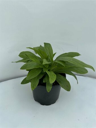 Digitalis grandiflora P9 - afbeelding 5