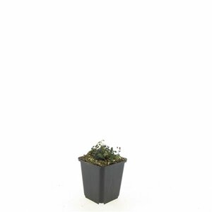 Acaena microphylla 'Kupferteppich' P9 - afbeelding 7