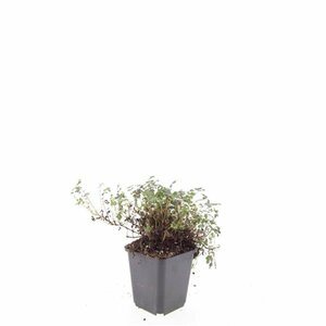 Acaena microphylla 'Kupferteppich' P9 - afbeelding 3