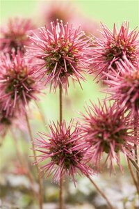 Acaena microphylla 'Kupferteppich' P9 - afbeelding 4