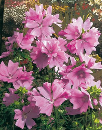 Malva moschata P9 - afbeelding 3
