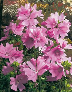 Malva moschata P9 - afbeelding 3