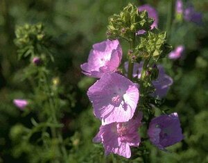 Malva moschata P9