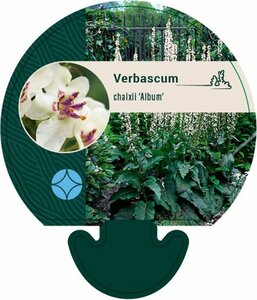 Verbascum chaixii 'Album' P9