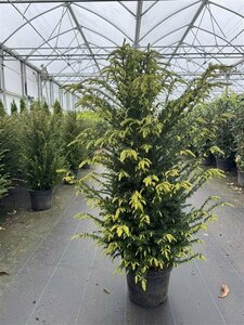 Taxus baccata - afbeelding 15