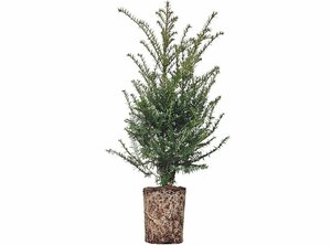 Taxus baccata - afbeelding 24