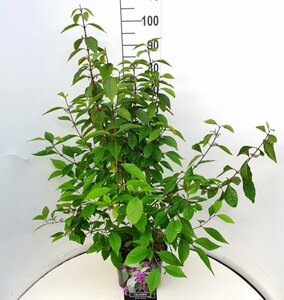 Callicarpa bodinieri 'Profusion' - afbeelding 3
