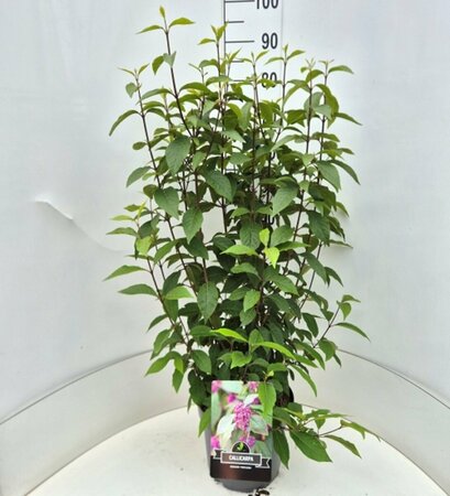 Callicarpa bodinieri 'Profusion' - afbeelding 4