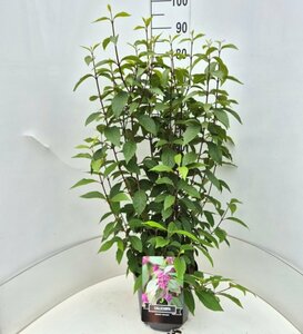 Callicarpa bodinieri 'Profusion' - afbeelding 4