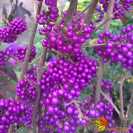 Callicarpa bodinieri 'Profusion' - afbeelding 2