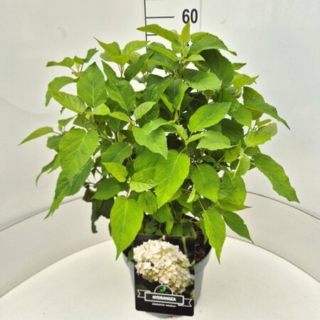 Hydrangea arborescens 'Annabelle' C2 - afbeelding 3