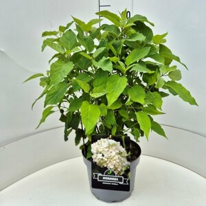 Hydrangea arborescens 'Annabelle' C2 - afbeelding 4