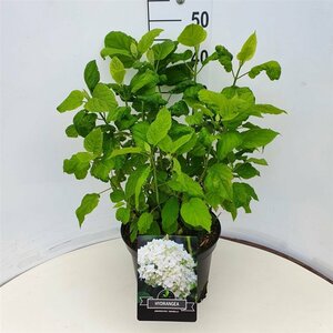 Hydrangea arborescens 'Annabelle' C2 - afbeelding 5