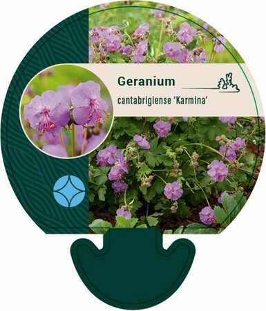 Geranium cantabrigiense 'Karmina' P9 - afbeelding 4