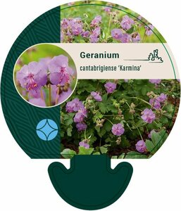 Geranium cantabrigiense 'Karmina' P9 - afbeelding 4