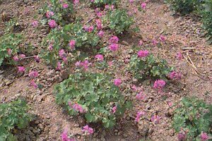Geranium cantabrigiense 'Karmina' P9