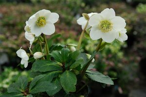 Helleborus niger 'Praecox' P9