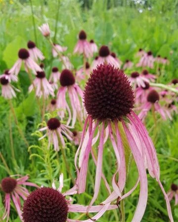 Echinacea pallida P9 - afbeelding 7