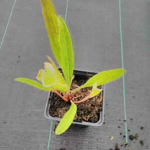 Echinacea pallida P9 - afbeelding 5