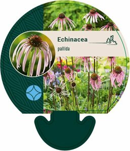 Echinacea pallida P9 - afbeelding 4