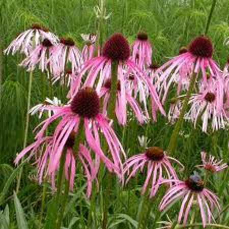 Echinacea pallida P9 - afbeelding 1