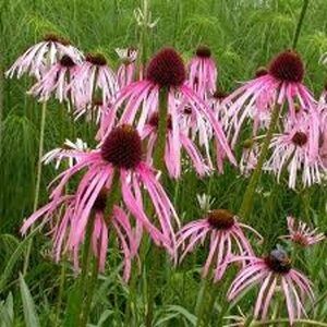 Echinacea pallida P9